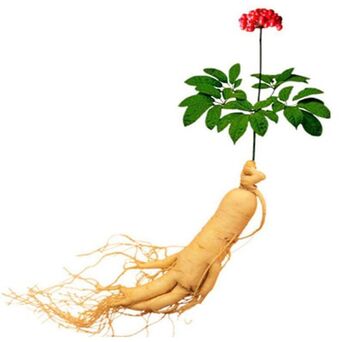 Xtrazex Ginseng Root (1)