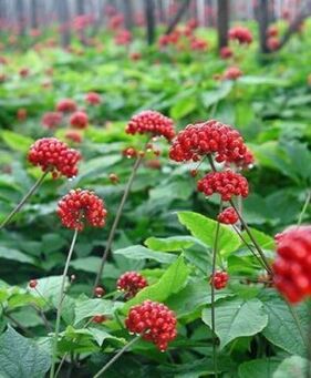 Ginseng to increase potency