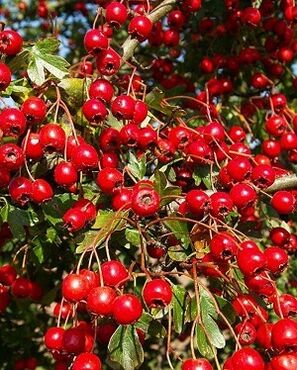 Hawthorn to increase potency