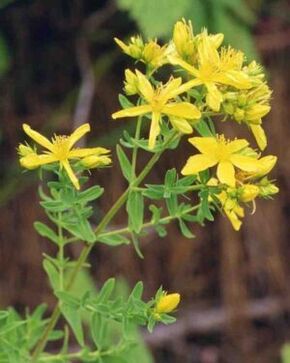 St. John's wort to increase potency