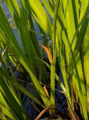 calamus herb to increase potency