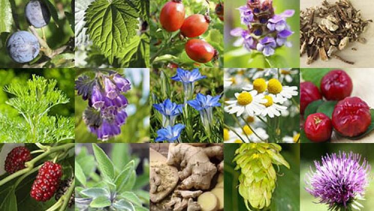 herbs to increase potency