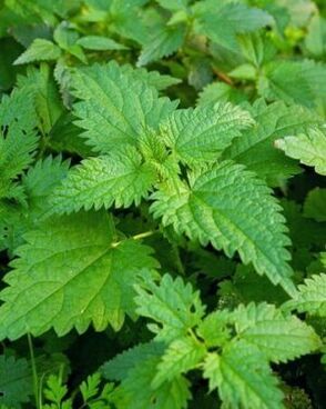 nettle to increase potency