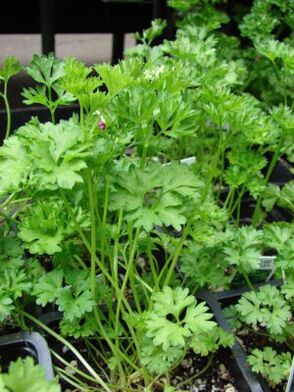 parsley to increase potency