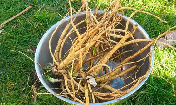 cactus root to increase potency
