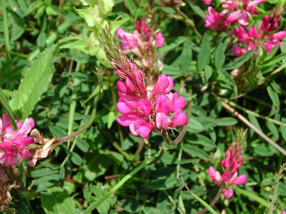 sainfoin to increase potency