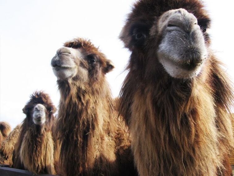 camel and its stomach to enhance potency