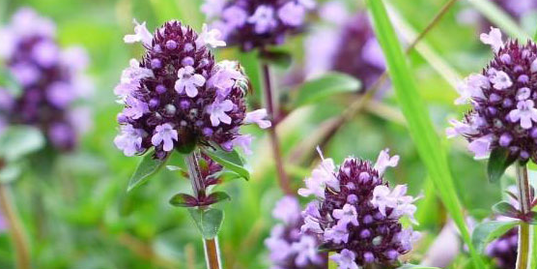 Thyme enhances the sexual strength of a man