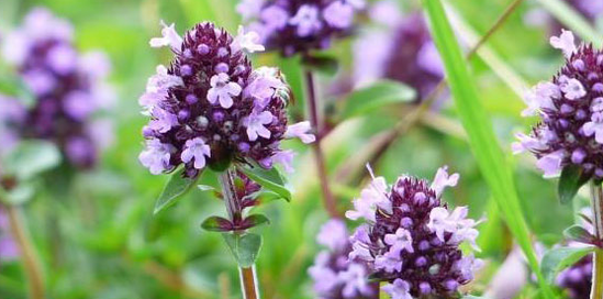 Thyme enhances the sexual strength of a man